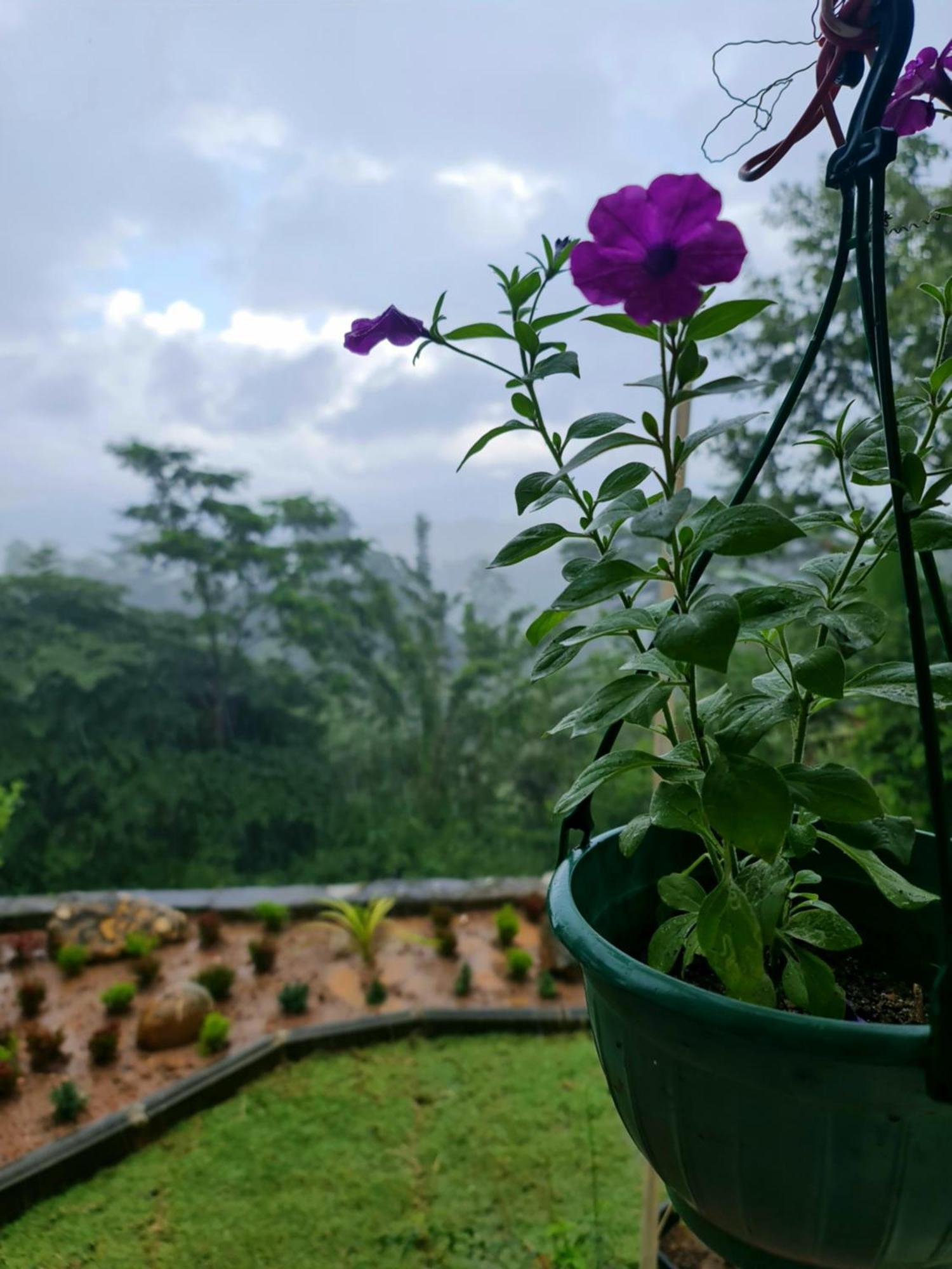 Hello Kandy Homestay Екстер'єр фото